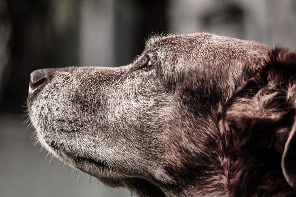 Comment bien s'occuper d'un chien âgé ? uchl