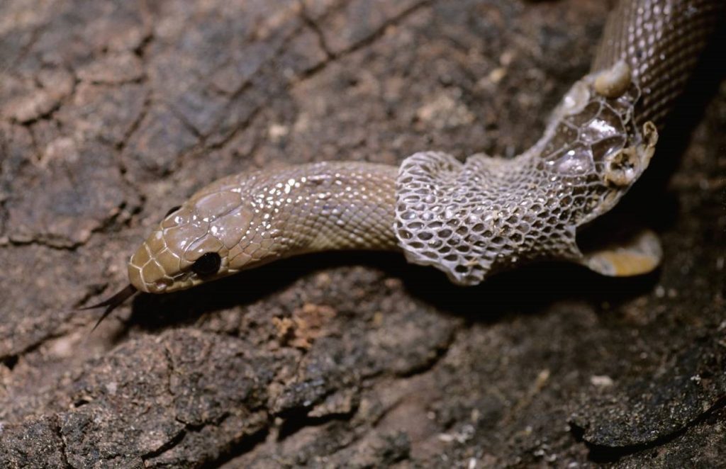 mue serpent