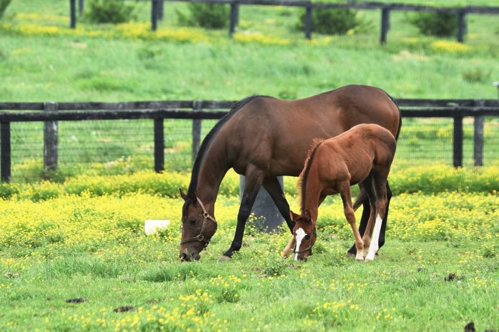 nutrition des chevaux