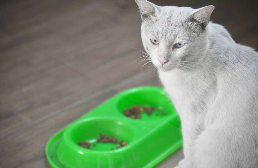 croquettes pour chats